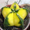 Egrow 10 Pcs Jaune Cactus Graines Meaty Graines De Plantes Mini Succulentes Bonsa Plantes Graines Pour La Maison Jardin