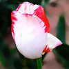 Egrow 10 Pcs Parfum Tulipe Graine Vivaces De Haute Qualité Fleur Bonsa Graines Accueil Jardin Plantation