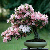 Egrow 10 Pcs Sakura Graines De Fleurs Rose Cherry Blossom Arbre Bonsa Plantes Jardin Rare Vivace
