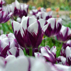 Egrow 10 Pcs Vivace Parfum Tulipe Graine Mixte Couleur Tulipe Fleur Bonsa Graines En Plein Air Plantation