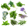 Egrow 10 Variétés Mélange dépices Légumes Graines Mix Combo Mix Graines de fleurs Herbes Plantes Graines