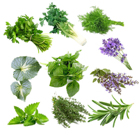 Egrow 10 Variétés Mélange dépices Légumes Graines Mix Combo Mix Graines de fleurs Herbes Plantes Graines