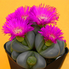 Egrow 100 Pcs / Lot Lithops Graines Cactus Rebutia Variété Floraison Couleur Cactus Rare Cactus Bonsa Bureau Mini Plant