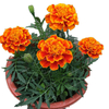 Egrow 100 Pcs / Pack Africain Souci Fleur Flores Graines Pour La Maison Jardin Fleurs Branche Couronne