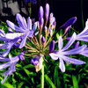 Egrow 100 Pcs / Pack Agapanthe Graines Agapanthus Africanus Bonsai Maison Jardin Fleur Sèche Tolérante