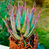 Egrow 100 Pcs / Pack Aloe Graines Vera Plant Bonsai Beauté Comestible Comestibles Cosmétiques Bonsai Cosmétiques pour La