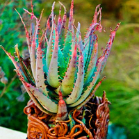Egrow 100 Pcs / Pack Aloe Graines Vera Plant Bonsai Beauté Comestible Comestibles Cosmétiques Bonsai Cosmétiques pour La