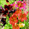 Egrow 100 Pcs / Pack Alstroemeria Seeds Aurantiaca Flower pour la maison Jardin plante