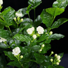 Egrow 100 Pcs / Pack Arabian Jasmine Bonsai Seeds Flower for Home Garden plant