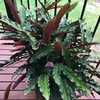 Egrow 100 Pcs / Pack Arrowroot Graines Crocata Calathea Fleur Bonsai pour Maison Jardin Plante