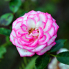 Egrow 100 Pcs / Pack Blanc Bord Rose Graines Intérieur Balcon Décoration Bonsa En Pot Rose Fleur Graines