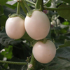 Egrow 100 Pcs / Pack Blanc Graines De Tomate Jardinage Plantes Savoureux Légumes Fruits Graines