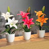 Egrow 100 Pcs / Pack Blanc Rouge Fleur de Lys Graines Accueil Jardin Plantes En Pot Bonsa Graines