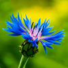 Egrow 100 Pcs / Pack Bleu Bleuet Centaurea Cyanus Graines Balcon Patio Jardin Fleurs En Pot Bonsa Plante Graine