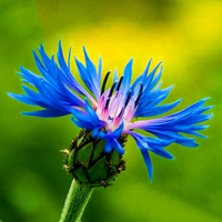Egrow 100 Pcs / Pack Bleu Bleuet Centaurea Cyanus Graines Balcon Patio Jardin Fleurs En Pot Bonsa Plante Graine