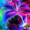 Egrow 100 Pcs / Pack Bleu Lily Fleur Graines Agréable Parfum Jardin Bonsa Fleurs Bonsa Plantation