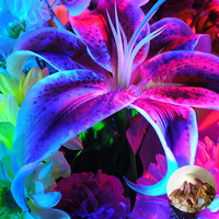 Egrow 100 Pcs / Pack Bleu Lily Fleur Graines Agréable Parfum Jardin Bonsa Fleurs Bonsa Plantation