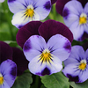 Egrow 100 Pcs / Pack Bleu Violet Graines Dalola Jardin Couvre-sol Annuel Graines De Fleurs