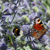 Egrow 100 Pcs / Pack Blue Eryngium Foetidum Graines Vivaces Bonsa Eryngo Culantro Plantes