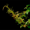 Egrow 100 Pcs / Pack Boston Ivy Graines Boston Ivy Tree Plant Vine Tree Parthenocarpy