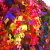 Egrow 100 Pcs / Pack Boston Ivy Graines Jardin Escalade Creeper Plantes En Plein Air Décoration Murale Plantes