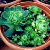 Egrow ​​100Pcs / Pack Greenovia Fleurs Graines Vert Montagne Rose Plantes Succulentes Bonsa Graine