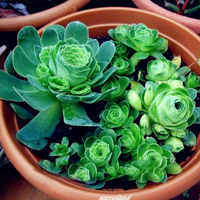 Egrow ​​100Pcs / Pack Greenovia Fleurs Graines Vert Montagne Rose Plantes Succulentes Bonsa Graine