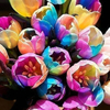 Egrow 120 Pcs / Pack Tulipe Graines De Fleurs Pourpres Blanc Bord Fleurs Vivaces Jardin Plantes En Pot