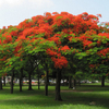 Egrow 15 Pcs / pack Caesalpinia Pulcherrima Arbre Graines Plantes Vivaces Verdures Plantes