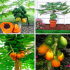 Egrow 15 Pcs / Pack Carica Papaye Graine Organique Fruits comestibles Doux Papaye Bonsa En Plein Air Graines D