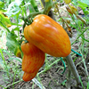 Egrow 15 Pcs / Pack Yellow Stripe Tomato Seeds Fruit Vegetable for Home Garden Plant