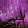 Egrow 15 Pcs / Sac Rare Glycine Graines De Fleurs Pourpre Wisteria Sinensis Douce Graine pour La Maison Jardin Usine