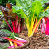 Egrow 150 Pcs / Pack Rainbow Sugarbeet Seeds Légumes biologiques pour la maison Jardin plante