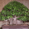 Egrow 150 pièces / paquetFicus Benjamin bonsa graines darbre ornements en pot pour la décoration de la maison hôte