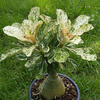 Egrow 1Pcs / Pack Rose Graines Desert Rose Rare Greffé Variegated Feuilles Pétales Maison Jardin Fleurs Adenium Obesum