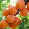 Egrow 2 Pcs / Pack Abricot Arbre Semences Jardin Verger Plantes Vertes Comestible Fruits Arbre Graines