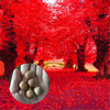 Egrow 2 Pcs / Pack Américain Graines De Chêne Rouge Bel Arbre De Bricolage Maison Jardin Plantes Bonsa Arbre Facile À C