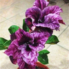 Egrow 2 Pcs / Pack Desert Rose Graines Violet Rouge Foncé Desert Rose Fleurs Plantas DIY Vivaces Maison Jardin Bonsa Po