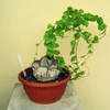 Egrow 2 Pcs / Pack Graines De Dioscorea Tortue Dos De Pied Déléphant Plante Bonsa Pour La Maison Et Le Jardin