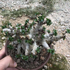 Egrow 2 Pcs / Pack Graines Rose Du Désert Adenium Obesum Semillas Bonsai Fleur Du Désert Rose Plant