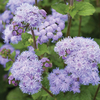 Egrow 20 Pcs / Pack Ageratum Graines Jardin Cour Annuel Bleu Violet Beautify Fleurs Plantes Graines