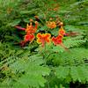 Egrow 20 Pcs / Pack Caesalpinia Graines Caesalpinia Pulcherrima Arbre Pour La Maison Jardin Décoration