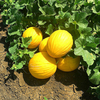 Egrow 20 Pcs / Pack Cantaloup Graines Jaune Melon Fruit pour Jardin Maison plante