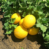 Egrow 20 Pcs / Pack Cantaloup Graines Jaune Melon Fruit pour Jardin Maison plante