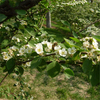 Egrow 20 Pcs / Pack Cotoneaster Graines Xunzi Tree Plant Cotoneaster Multiflora