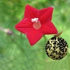 Egrow 20 Pcs / Pack Cypress Vigne Graines Rouge Blanc Jardin Porte Murale Escalade Fleurs Plantes