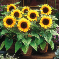 Egrow 20 Pcs / Pack Graines De Tournesol Maison Jardin BRICOLAGE Snack Décoration De Fleurs Plantes Bonsa 