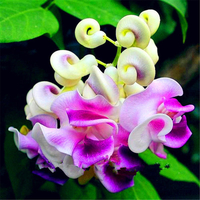 Egrow 20 PCS / Pack Graines De Vigne Escargot Wisteria Escargot Vigne Flores Bonsa Bricolage Maison Jardin Plantes Pot