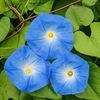 Egrow 20 Pcs / Pack Morning Glory graines céleste bleu fleurs jardinage chemin décorations