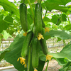 Egrow 20 Pcs / Pack Néerlandais Concombre Cuke Graines Vert Légumes Semences Pour La Maison Jardin Plantation